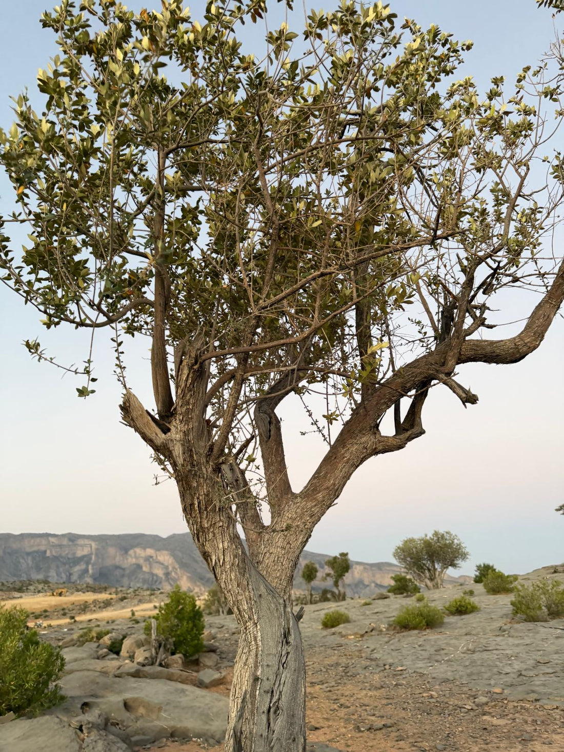 Frankincense in Islam: Fragrance, Presence and a Living Heritage